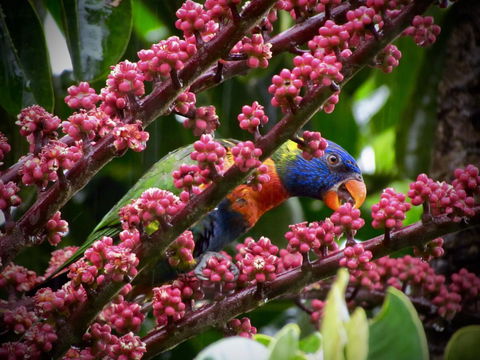 Daintree Manor B&B - Accommodation Brisbane 4