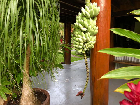 Daintree Manor B&B - Accommodation Brisbane 10