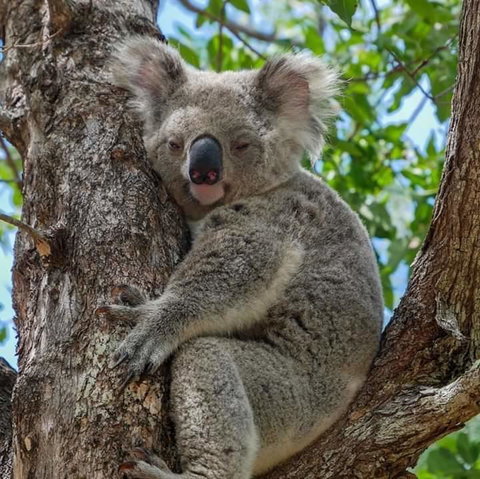 Magnetic Island Guest House - Accommodation Brisbane 11