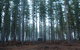 CABN Kuitpo Forest - thumb 2