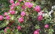 Dowling Cottage - Tranquil Haven In Blackheath - thumb 4
