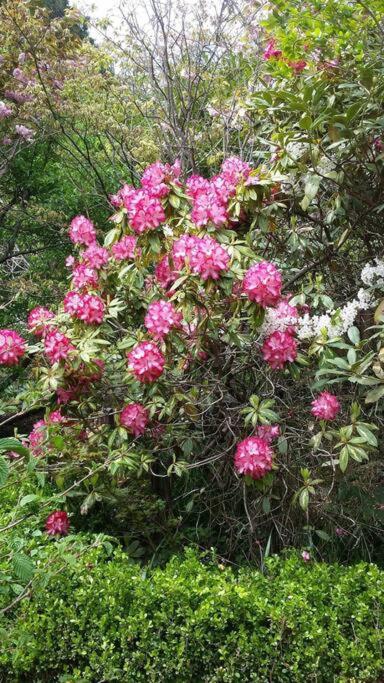 Dowling Cottage - Tranquil Haven In Blackheath - Accommodation Brisbane 4