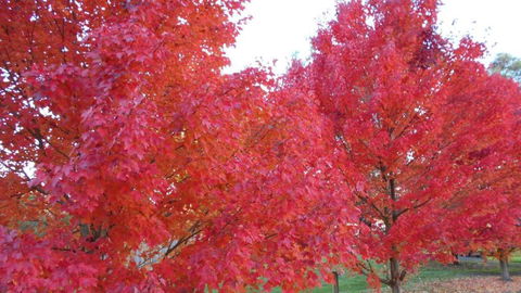 HEALESVILLE GETAWAY - Accommodation Brisbane 0