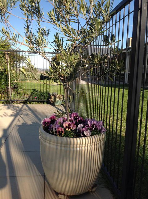 Amazing Views Pet Friendly Bed And Breakfast - Accommodation Brisbane 3