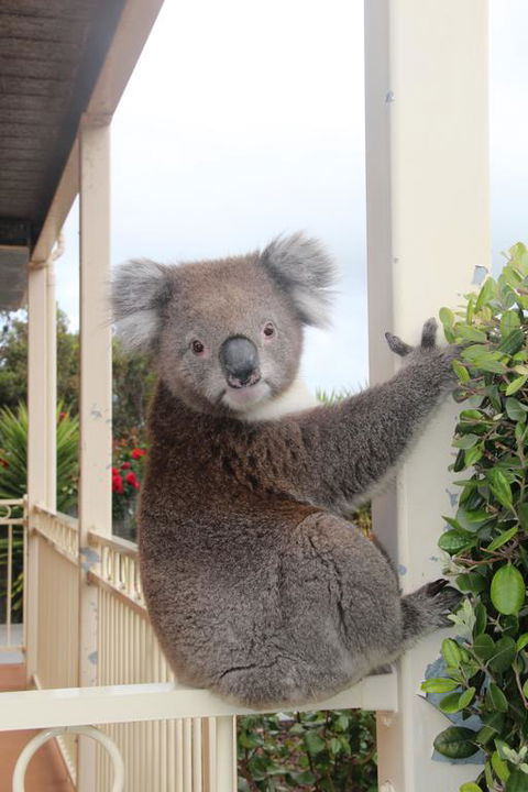 Angela's Beach Stays - Accommodation Brisbane 3