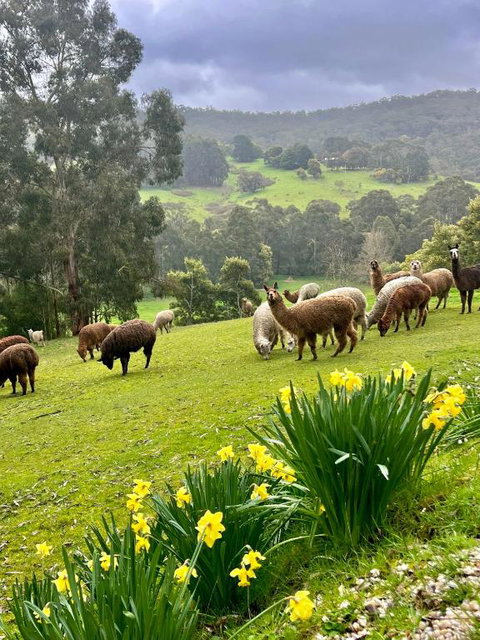 Pennyroyal Otways Retreat - Accommodation Brisbane 0
