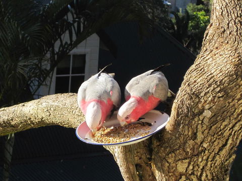 Avoca Breezes - Accommodation Brisbane 2