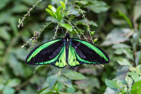 Batchelor Butterfly Farm - Accommodation Brisbane 2
