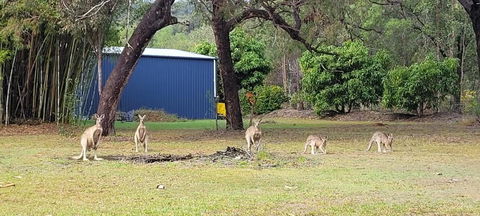 Roo Or 2 On Streeter - Accommodation Brisbane 0