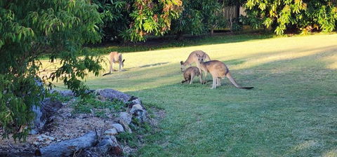 Roo Or 2 On Streeter - Accommodation Brisbane 3