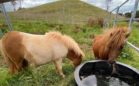 Rowsley Valley Tiny House 2 By Tiny Away - Accommodation Brisbane 2