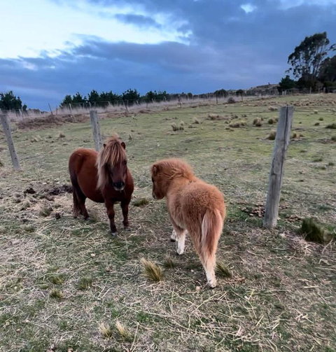 Rowsley Valley Tiny House 2 By Tiny Away - Accommodation Brisbane 1