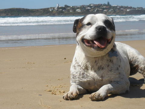Safety Beach Ocean Bungalows - Accommodation Brisbane 1