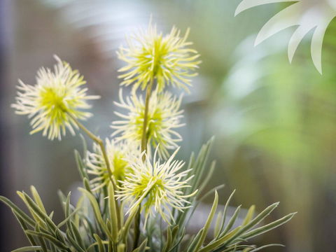 Bessou - Accommodation Brisbane 0