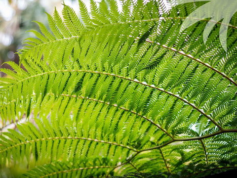 Bessou - Accommodation Brisbane 3