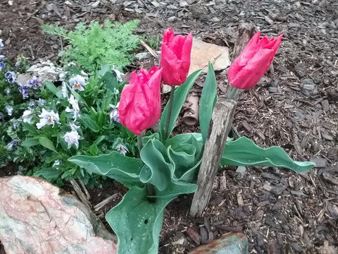 Blueberry B&B - Accommodation Brisbane 3