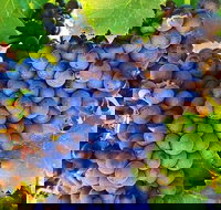 The Fully Local Private Tour - Accommodation Brisbane