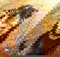 Perth Kids Explorer Private Day Tour - Accommodation Brisbane