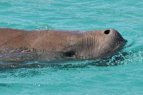 Cruise In Moreton Bay Marine Park And Moreton Island - Accommodation Brisbane 3