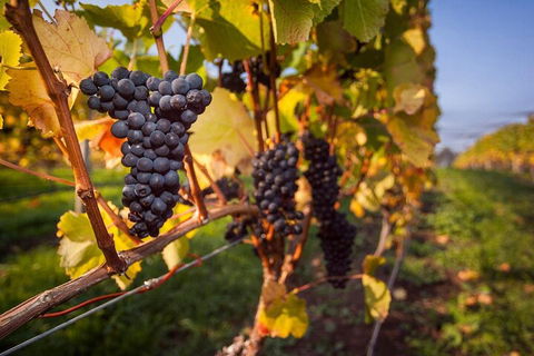 Full Day Tamar Valley Wine Tour - Accommodation Brisbane 0