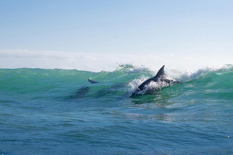 Private Tangalooma Wrecks Tour - Accommodation Brisbane 2