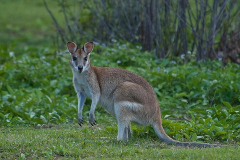 Cairns 4WD Waterfall And Rainforest Tour Including Kuranda Scenic Railway - Accommodation Brisbane 2