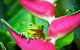 3-Day Best Of Cairns Combo: The Daintree Rainforest, Great Barrier Reef, And Kuranda - thumb 0