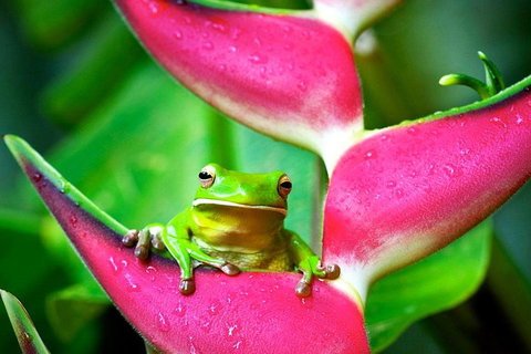 3-Day Best Of Cairns Combo: The Daintree Rainforest, Great Barrier Reef, And Kuranda - Accommodation Brisbane 0