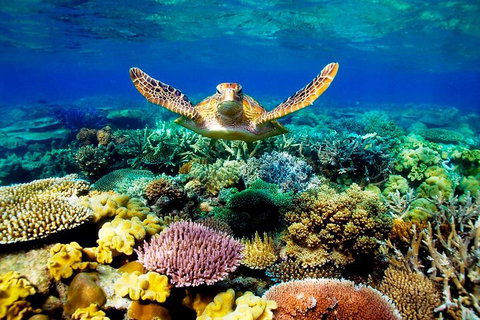 3-Day Best Of Cairns Combo: The Daintree Rainforest, Great Barrier Reef, And Kuranda - Accommodation Brisbane 1