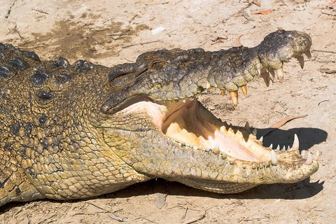 Cape Tribulation, Mossman Gorge, And Daintree Rainforest Premium Day Tour - Accommodation Brisbane 1