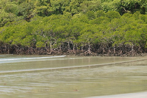 Cape Tribulation, Mossman Gorge, And Daintree Rainforest Premium Day Tour - Accommodation Brisbane 4