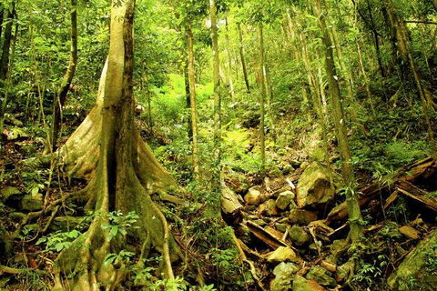 Barron Gorge And Kuranda National Park Half Day Rainforest And Waterfall 4WD Tour From Cairns - Accommodation Brisbane 4