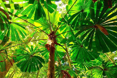 Private Daintree National Park Day Tour From Cairns Including Cape Tribulation And Mossman Gorge - Accommodation Brisbane 3