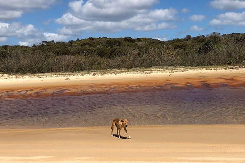 Pippies 3 Days 2 Nights Fraser Island Tour - Accommodation Brisbane 2