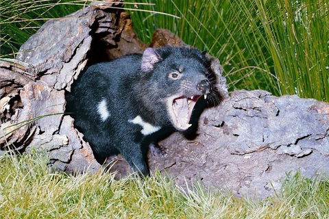 Private Blue Mountains Tour With Kangaroo And Koala Experience - Accommodation Brisbane 0