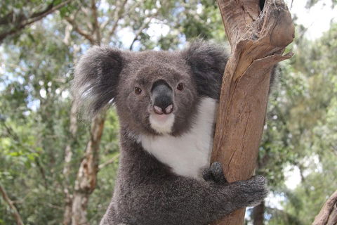 Private Blue Mountains Tour With Kangaroo And Koala Experience - Accommodation Brisbane 2