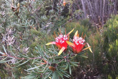 Private Blue Mountains Tour With Kangaroo And Koala Experience - Accommodation Brisbane 4