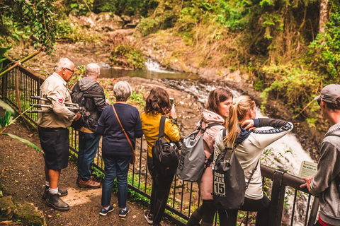 Full-day Springbrook National Park Tour From The Gold Coast - Accommodation Brisbane 0