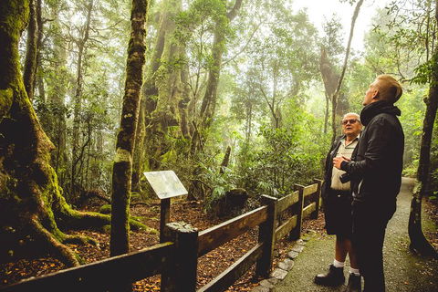 Full-day Springbrook National Park Tour From The Gold Coast - Accommodation Brisbane 1