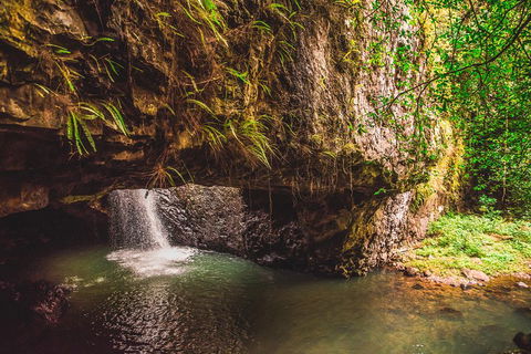 Full-day Springbrook National Park Tour From The Gold Coast - Accommodation Brisbane 4