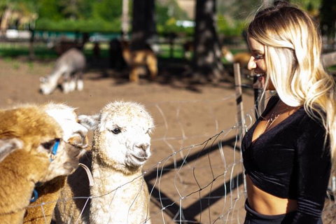 O'Reilly's & Lamington National Park Incl. Alpaca Farm + Vineyard - Accommodation Brisbane 3