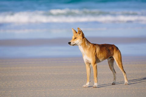 Fraser Island 4WD Tour From Noosa - Accommodation Brisbane 5