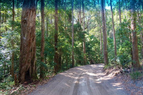 Fraser Island 4WD Tour From Rainbow Beach - Accommodation Brisbane 4