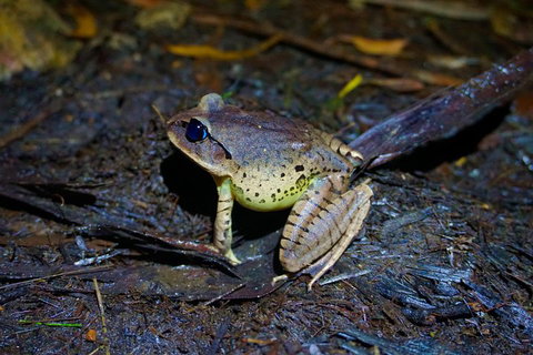 Glow Worms Private Tour - Nocturnal Rainforest Walk - Accommodation Brisbane 0