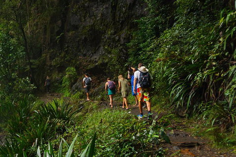Glow Worms Private Tour - Nocturnal Rainforest Walk - Accommodation Brisbane 1
