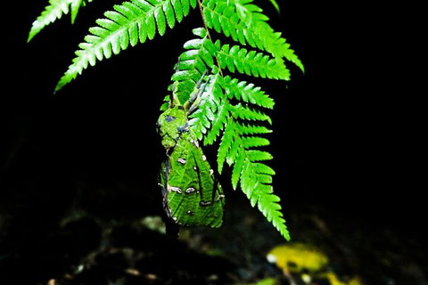 Glow Worms Private Tour - Nocturnal Rainforest Walk - Accommodation Brisbane 2