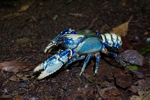 Glow Worms Private Tour - Nocturnal Rainforest Walk - Accommodation Brisbane 4