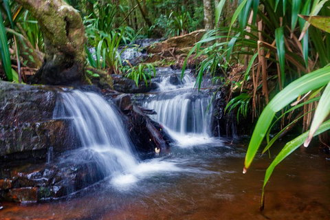 Glow Worms Private Tour - Nocturnal Rainforest Walk - Accommodation Brisbane 5