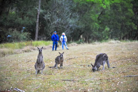 Blue Mountains Private Tour From Sydney - Accommodation Brisbane 2