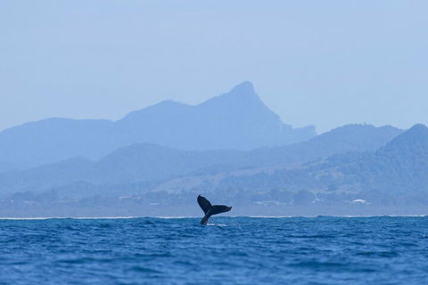 The Byron Bay Sea Kayak Tour - Accommodation Brisbane 0